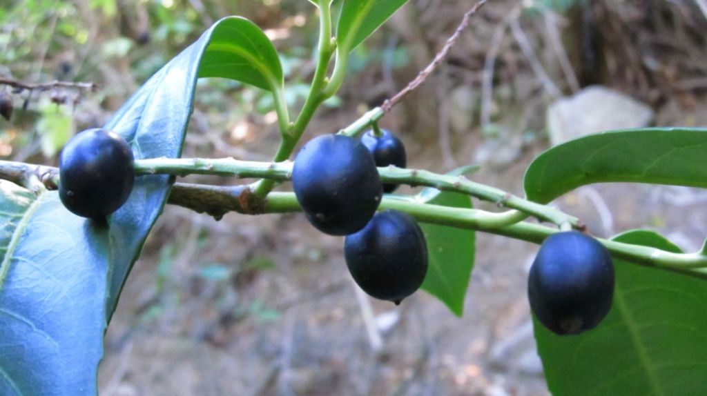 Prunus laurocerasus spontaneo all''isola d''Elba?